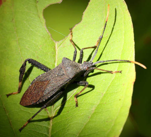 Acanthocephala terminalis