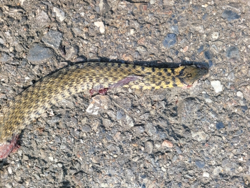 Yellow-spotted Keelback