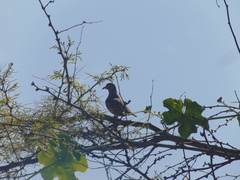Columbina cruziana