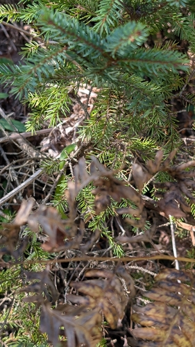 Smooth Greensnake