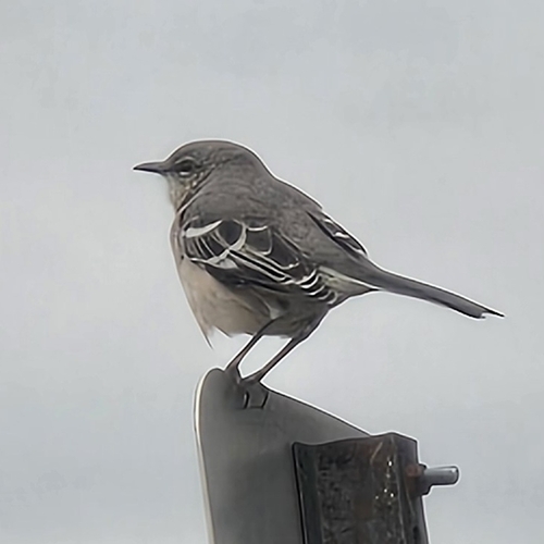Northern Mockingbird