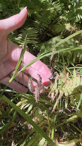 Carex crinita, 2026-09-24