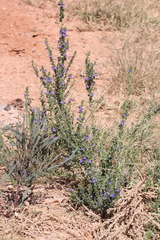 Stemodia florulenta