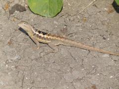 Microlophus occipitalis