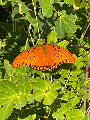 Gulf Fritillary
