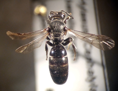 Hylaeus basalis