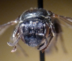 Hylaeus basalis