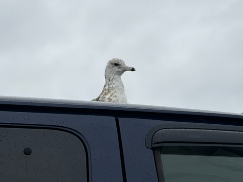 California Gull