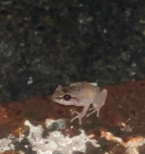 Common Coqui