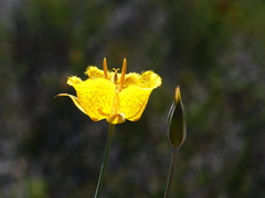 Calochortus weedii weedii