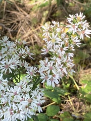 (c) Sandy Wolkenberg, some rights reserved (CC BY) Symphyotrichum urophyllum, photograph (c) Sandy Wolkenberg, some rights reserved (CC BY)