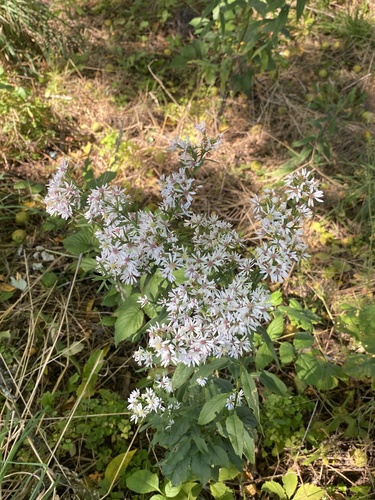 Symphyotrichum urophyllum, photograph 3