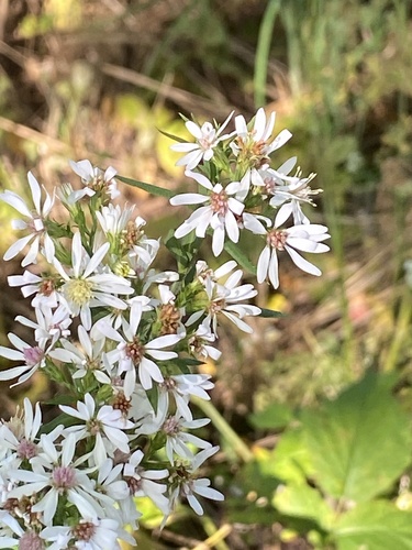 Symphyotrichum urophyllum