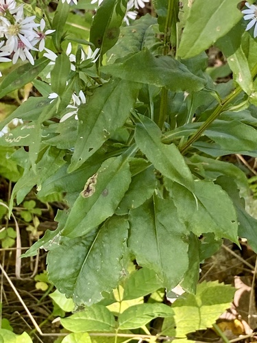 Symphyotrichum urophyllum, photograph 4