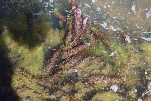 Myriophyllum quitense, 2026-09-22