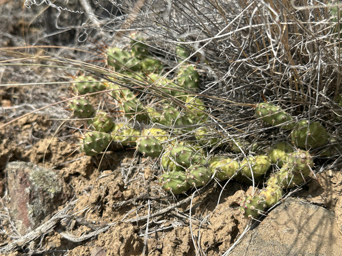 Opuntia fragilis, photograph 1