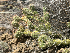Opuntia fragilis