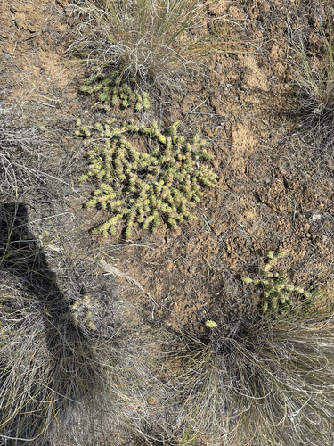 Opuntia fragilis, photograph 2