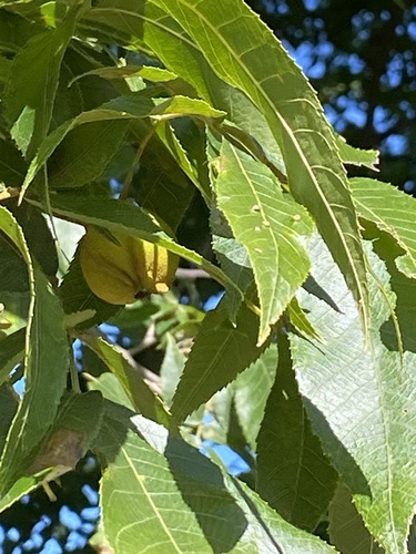 Carya cordiformis, photograph 5