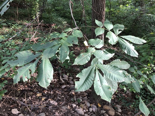 Carya glabra, photograph 4