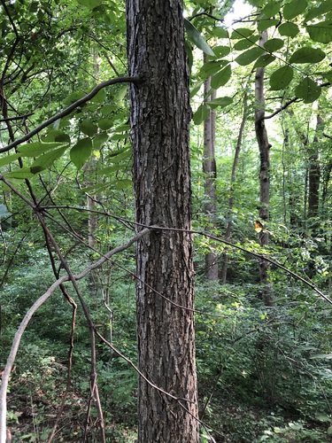 Carya glabra, photograph 5