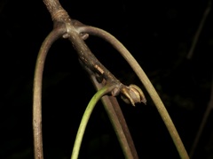 Carya glabra