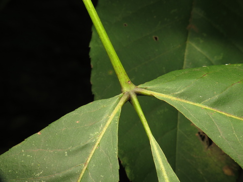 Carya glabra, photograph 1
