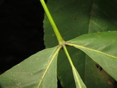 Carya glabra, photograph (c) jonsense, some rights reserved (CC BY)