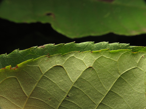 Carya glabra, photograph 2