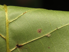 Carya glabra, photograph (c) jonsense, some rights reserved (CC BY)