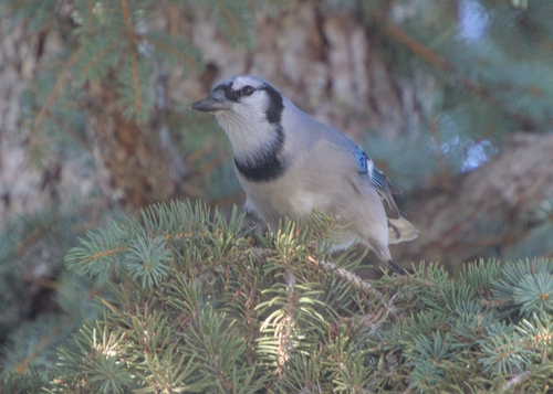 Blue Jay