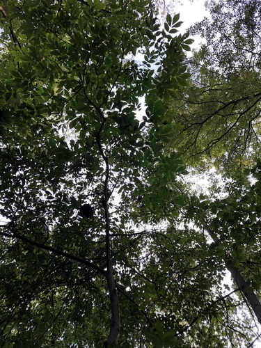 Carya glabra, photograph 6