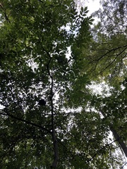 Carya glabra, photograph (c) jonsense, some rights reserved (CC BY)