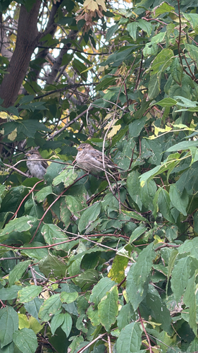 House Sparrow