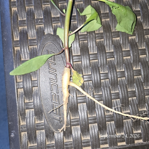American pokeweed