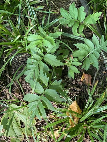 Hydrophyllum virginianum