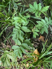 Hydrophyllum virginianum