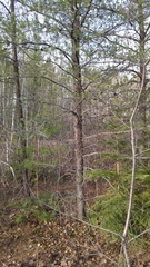 Pinus banksiana image