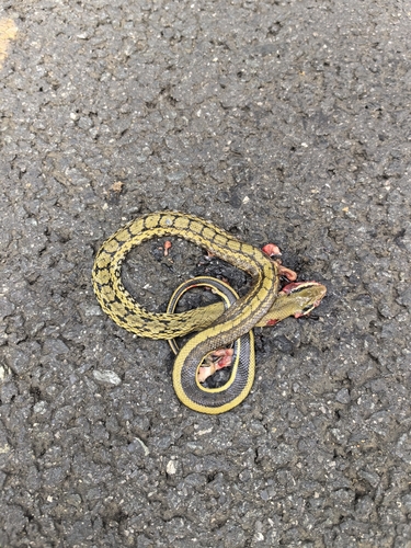 Beauty Ratsnake