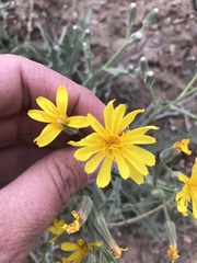 Crepis intermedia