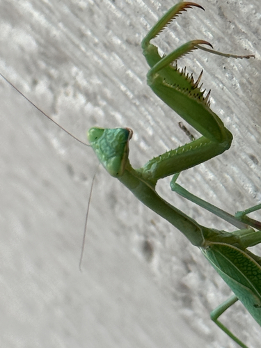 Arizona Mantis
