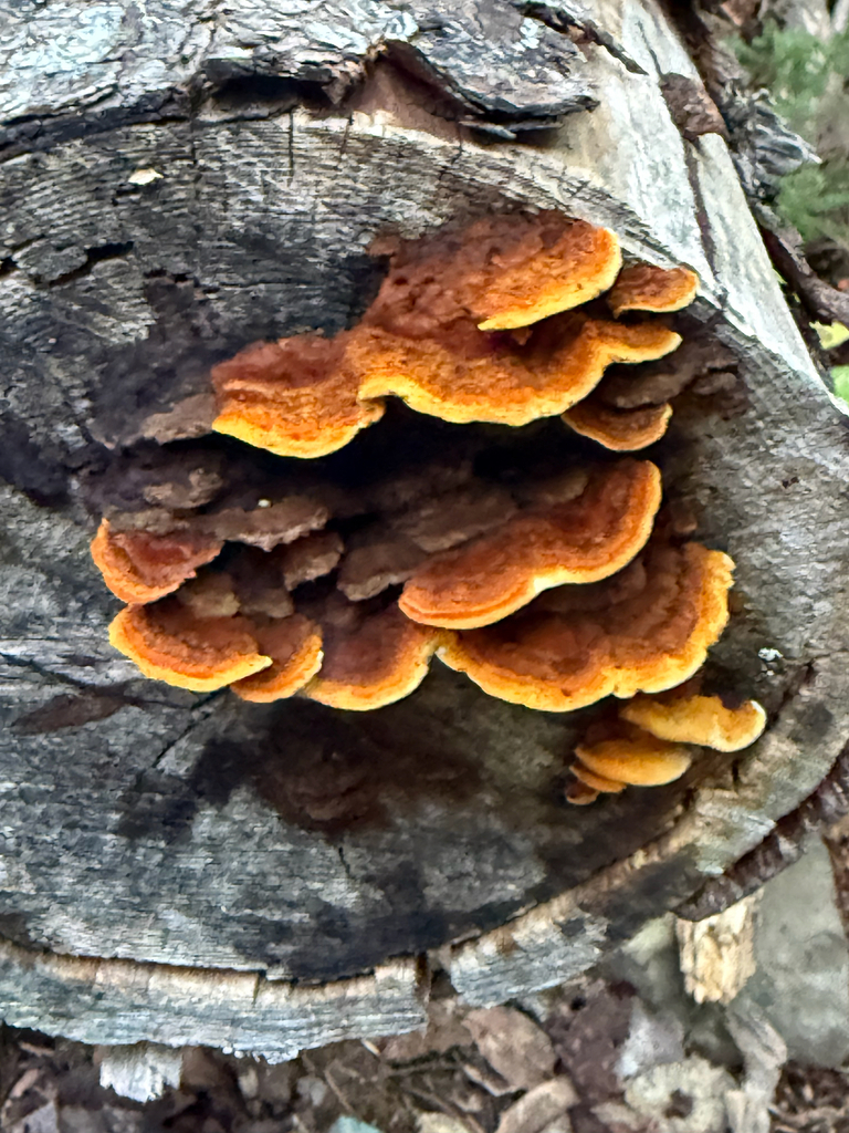 Conifer Mazegill · September 2026 · photo: Photo: (c) maureen_c-m, some rights reserved (CC BY) · iNaturalist