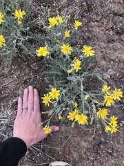 Crepis intermedia