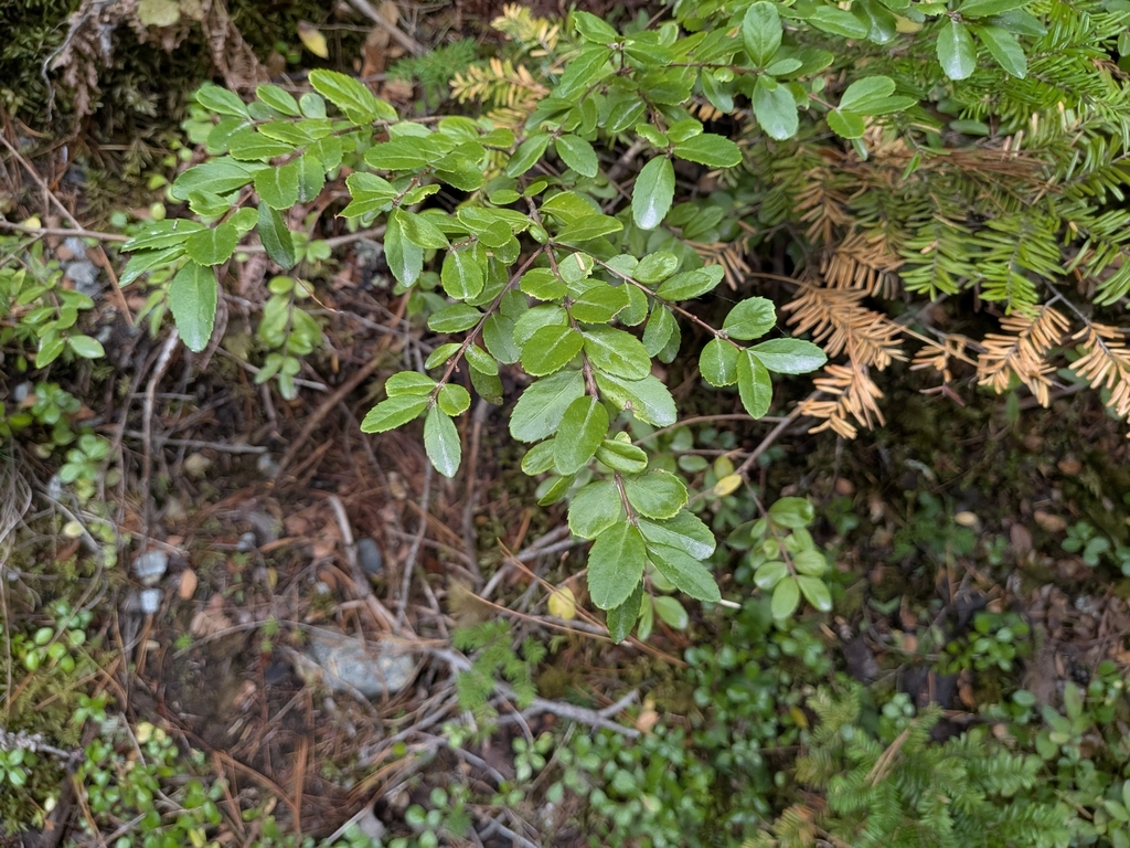 Paxistima myrsinites; photograph (c) Kalvin Chan, some rights reserved (CC BY)