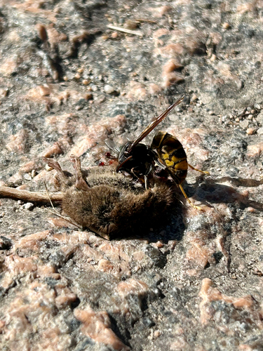 Yellow-legged Hornet