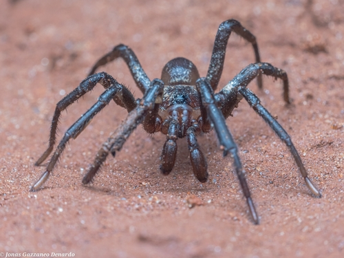 Idiops camelus