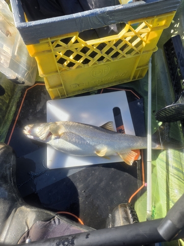 Northern Pikeminnow