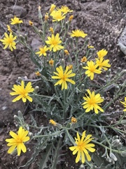 Crepis intermedia