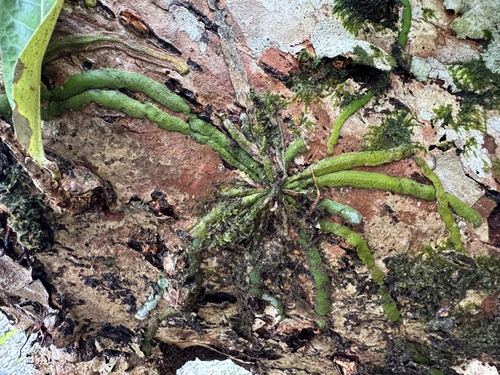 Pteroceras observed 2026-09-25