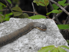 Nerodia sipedon insularum